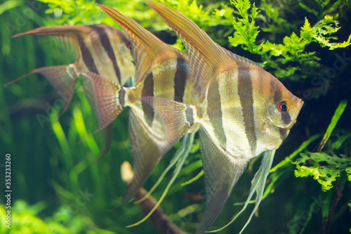 Tropical fishes in aquarium photo