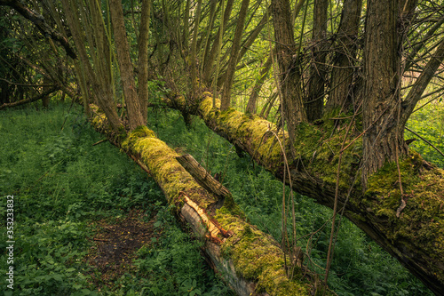 Obraz na płótnie Fallen trees in the forest during spring morning in Jeziorka valley near Piaseczno, Poland w salonie