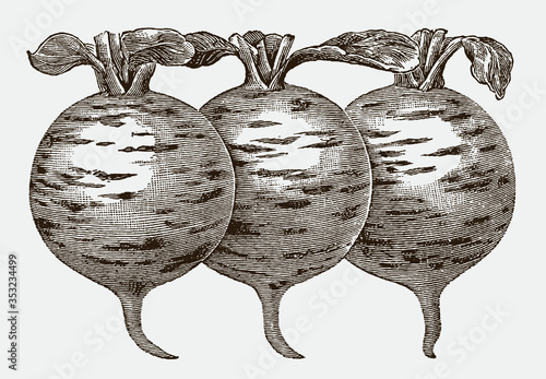 Three white, striped radishes in a row, after a historical engraving from the early 20th century