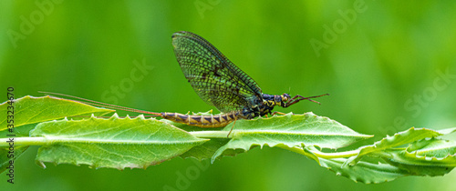 Foto Green Drake Mayfly Ephemera danica male in spring with greengrass field backgrou