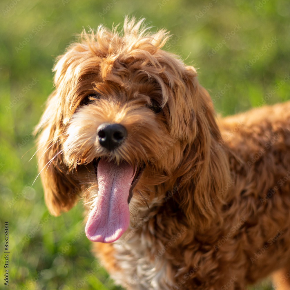 Cockapoo Dog panting in sunlight Cockapoo Dog panting in sunlight