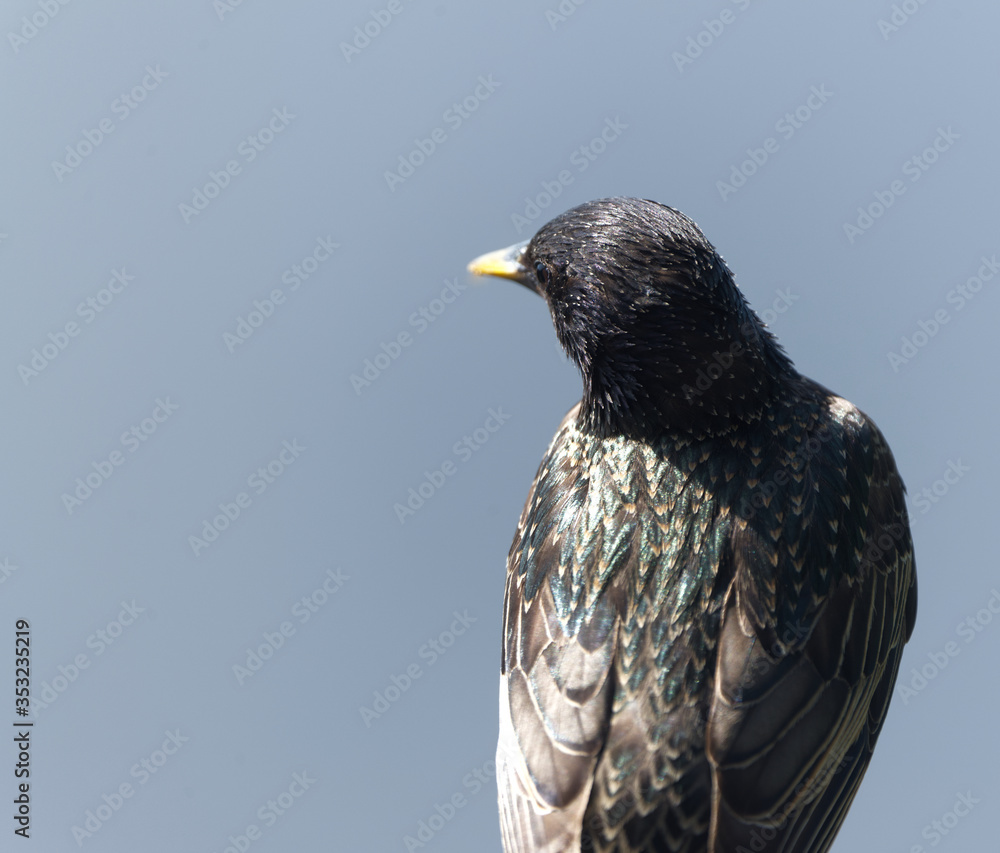 adult starling perched close up adult starling perched close up