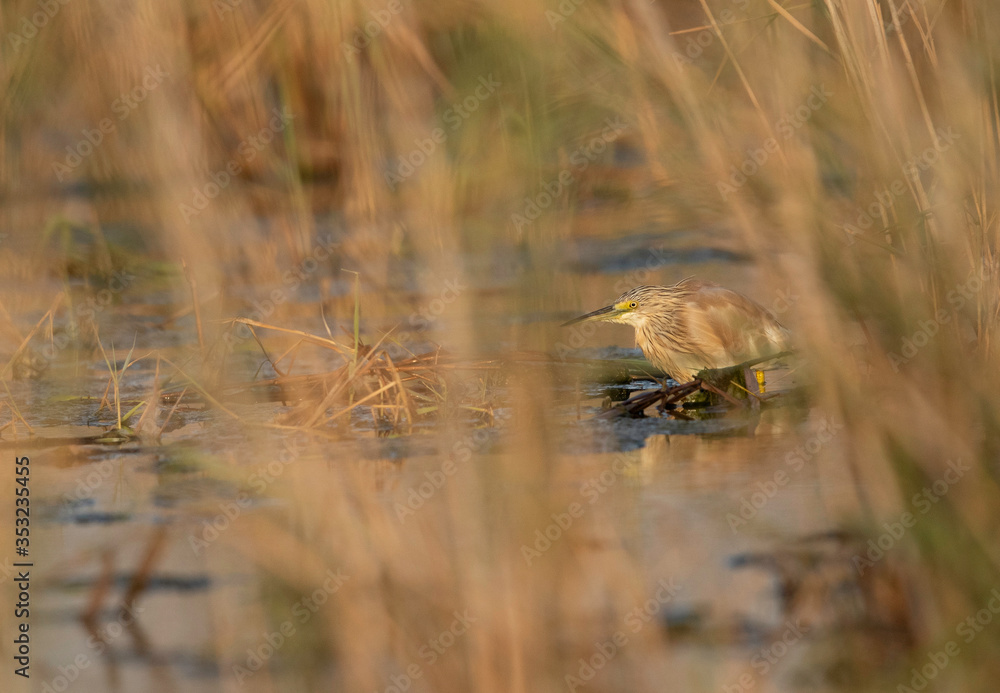 Squacco Heron in Asker marsh, Bahrain Squacco Heron in Asker marsh, Bahrain