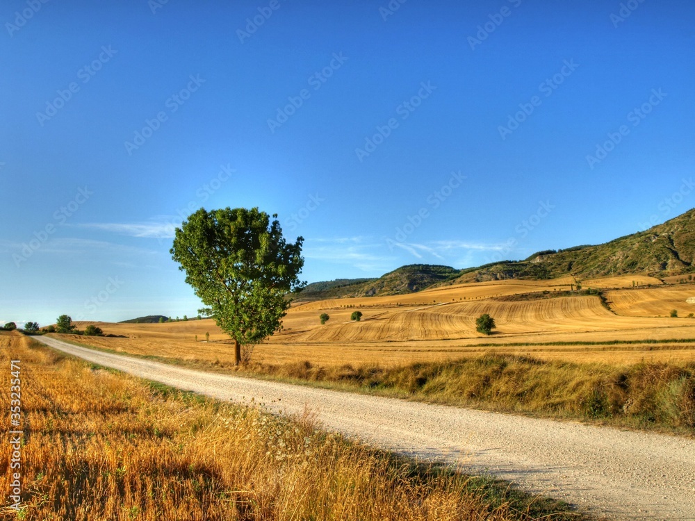Fototapeta premium Summer day in the field