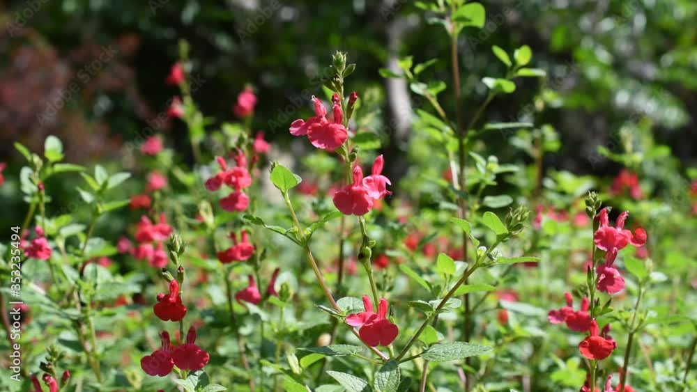 Small red flowers in the garden Small red flowers in the garden