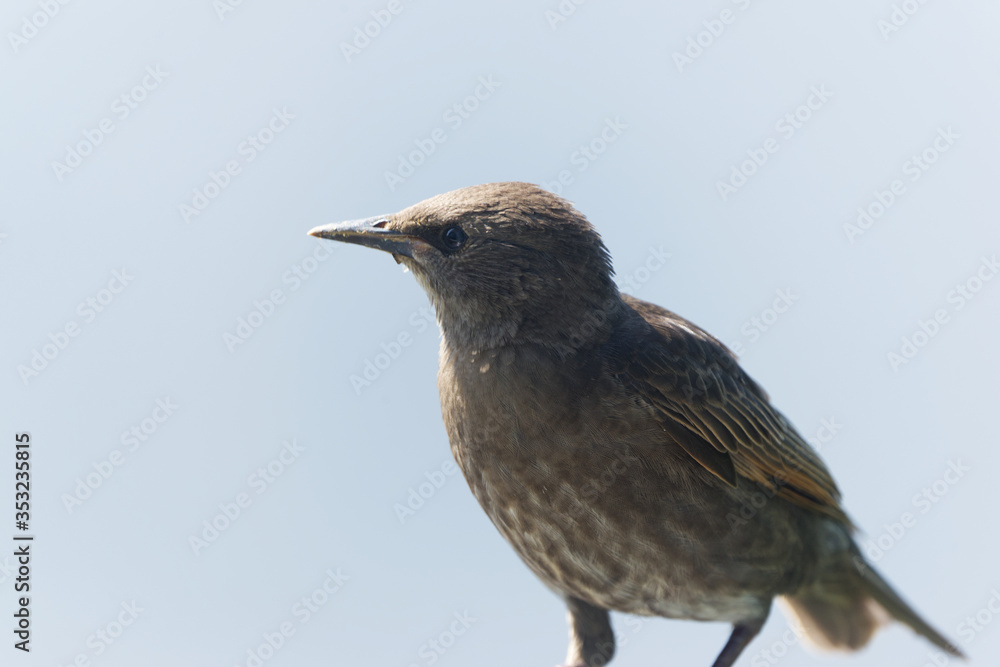 juvenile starling close up perched juvenile starling close up perched