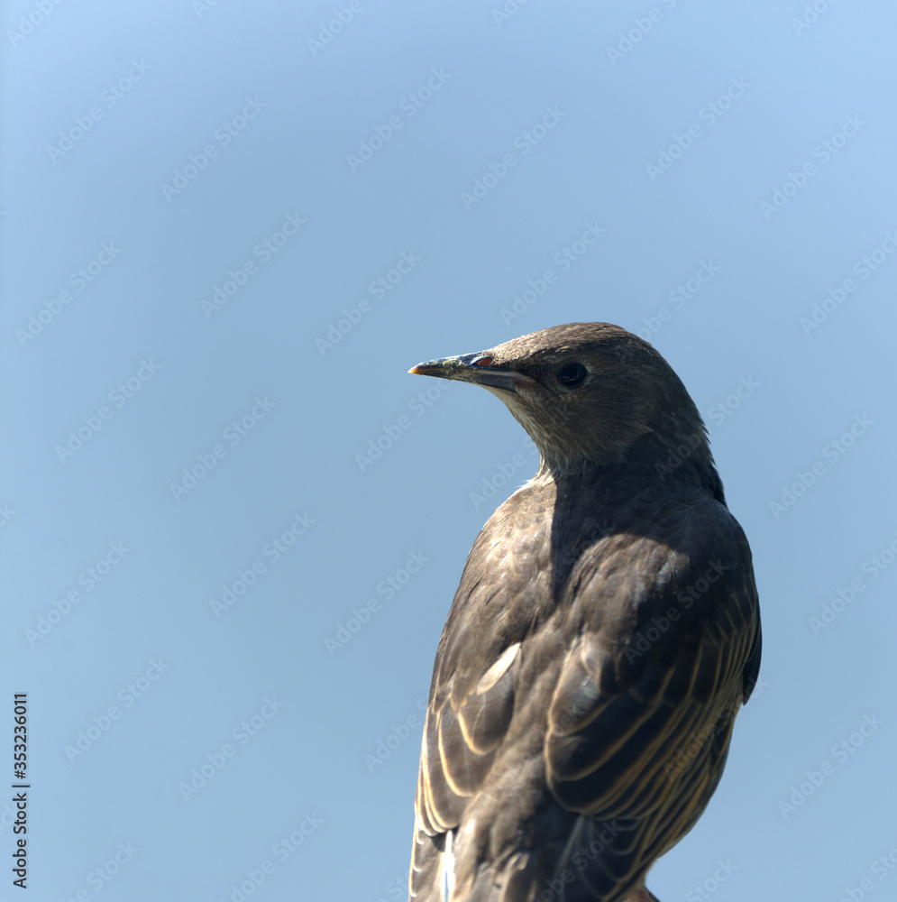 juvenile starling close up perched juvenile starling close up perched