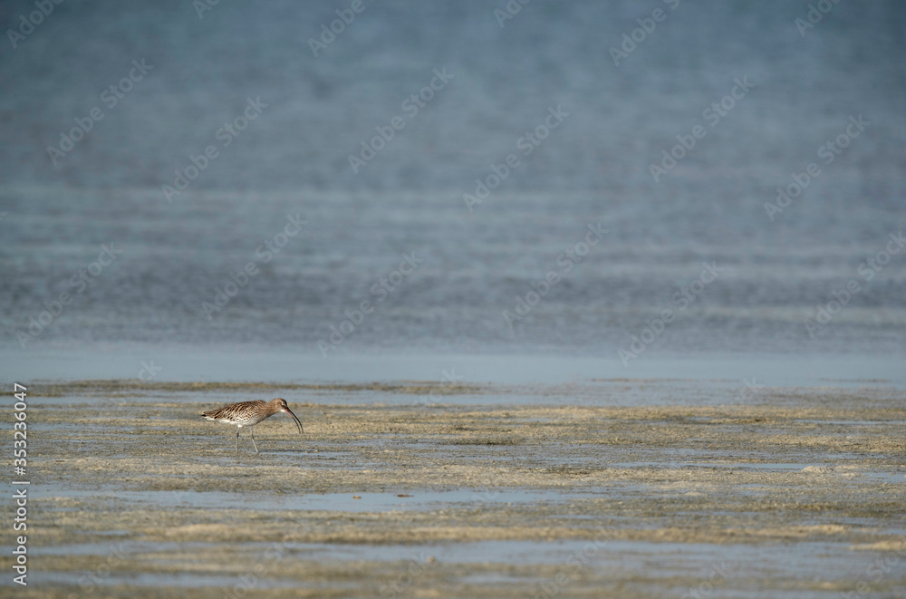 Eurasian curlew feeding at Busiateen coast, Bahrain Eurasian curlew feeding at Busiateen coast, Bahrain