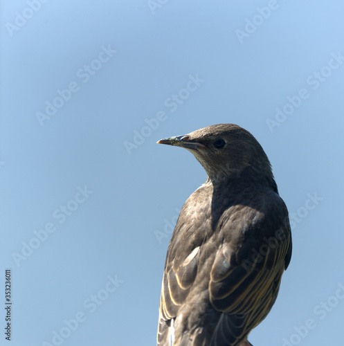 juvenile starling close up perched