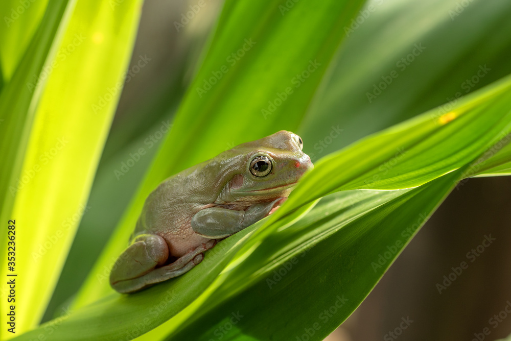 Obraz premium Australian green tree frog playing in the bush