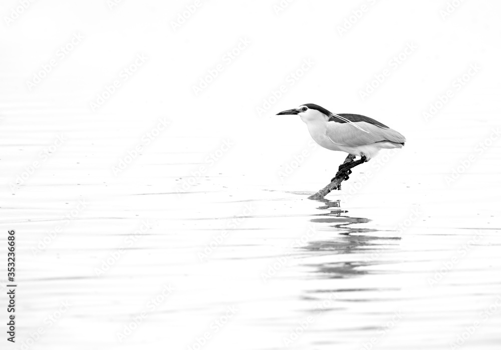 Black-crowned Night Heron at Tubli bay, a highkey image. Black-crowned Night Heron at Tubli bay, a highkey image.