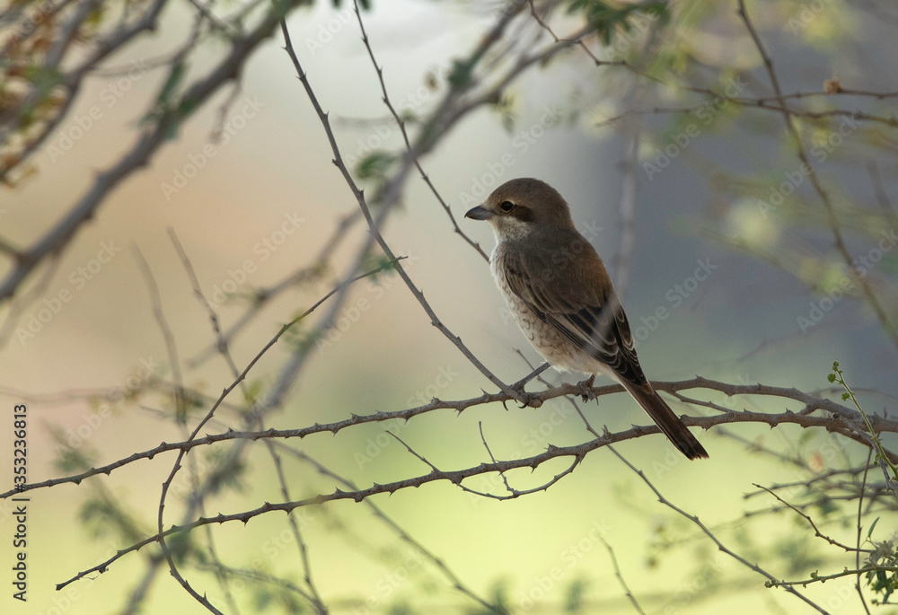 Isaballine shrike perched on a acacia tree, Bahrain Isaballine shrike perched on a acacia tree, Bahrain