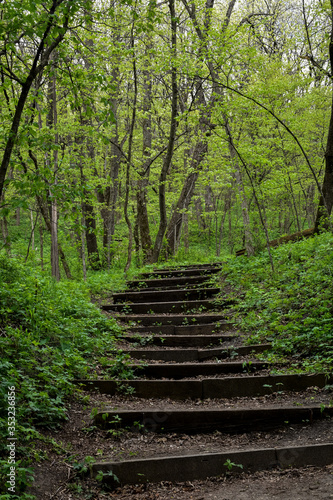 path in the woods