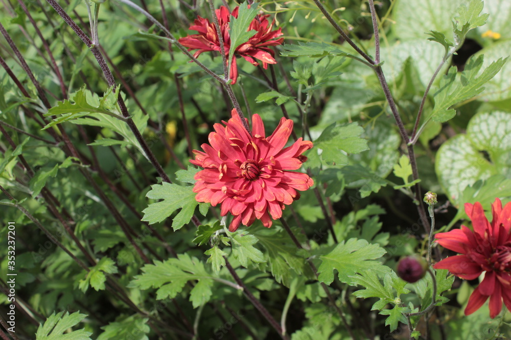 Red chrysanthemum grows in a flower bed in the park. Red chrysanthemum grows in a flower bed in the park.