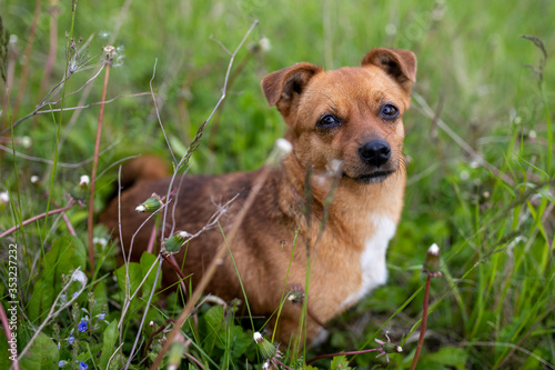 dog in grass