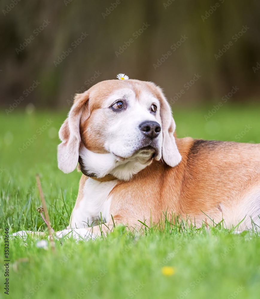 Funny beagle tricolor dog lying on the city park green grass with little Chamomile flower on head at sunny summer day. Careless pets life concept image.