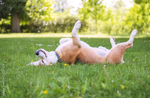 Fotografie Funny beagle tricolor dog lying or sleeping Paws up on the spine on the city park green grass enjoying the life on the sunny summer day