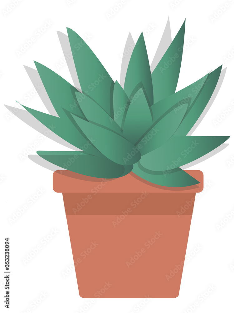 Aloe in a pot. Aloe in a pot.