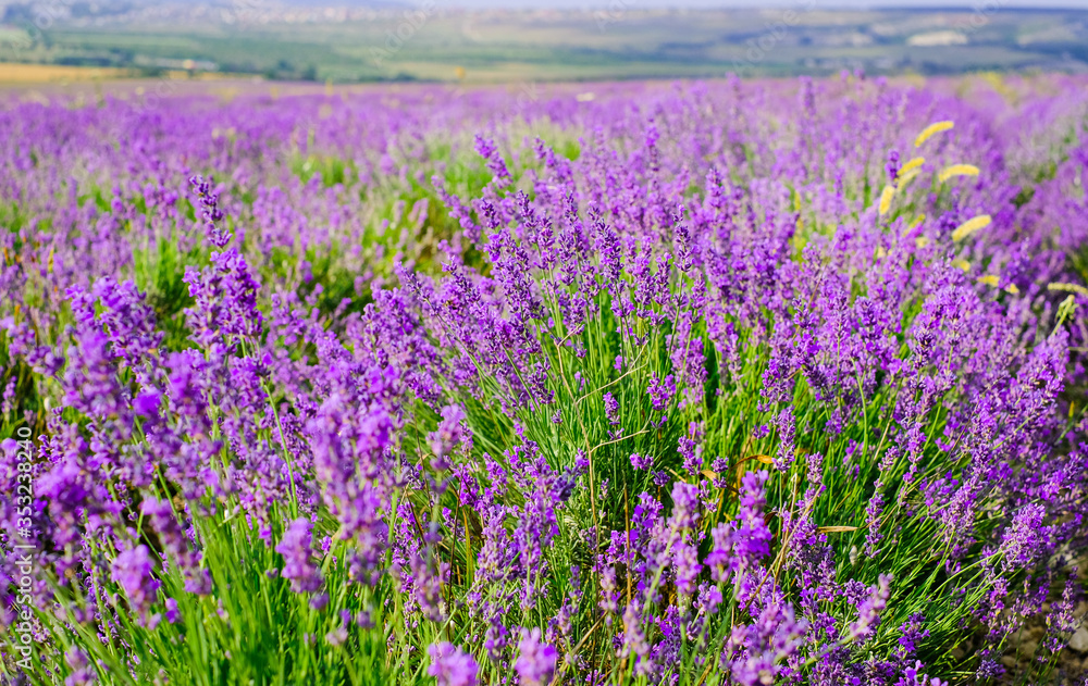 Naklejka premium Kwitnące pole lawendy w słoneczną pogodę latem