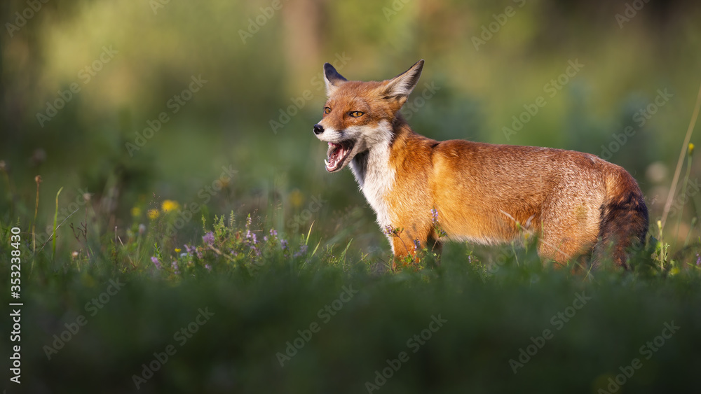 Happy red fox, vulpes vulpes, standing on a green meadow in summer at sunset. Furry mammal yawning with mouth open from side view with copy space. Animal predator in nature.
