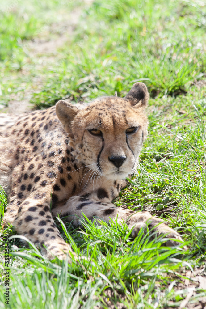wild cheetah in the green grass in the park wild cheetah in the green grass in the park