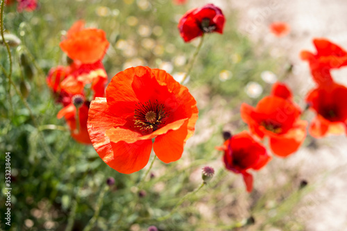Poppies and the sky in a field in southern Spain in spring