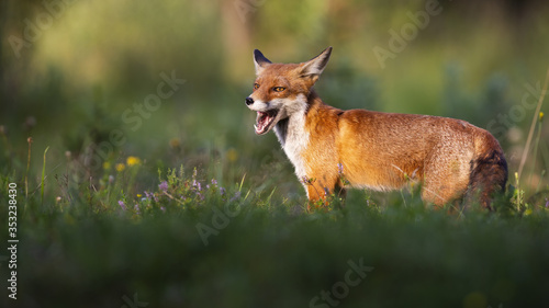 Happy red fox, vulpes vulpes, standing on a green meadow in summer at sunset. Furry mammal yawning with mouth open from side view with copy space. Animal predator in nature. © WildMedia