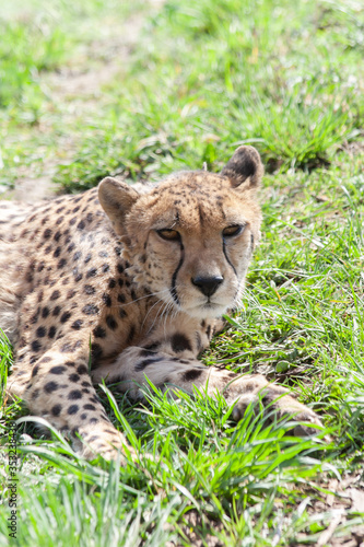 Photography wild cheetah in the green grass in the park