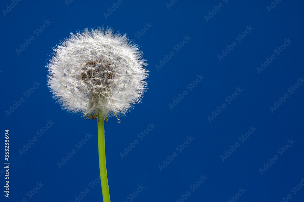 dandelion on blue background