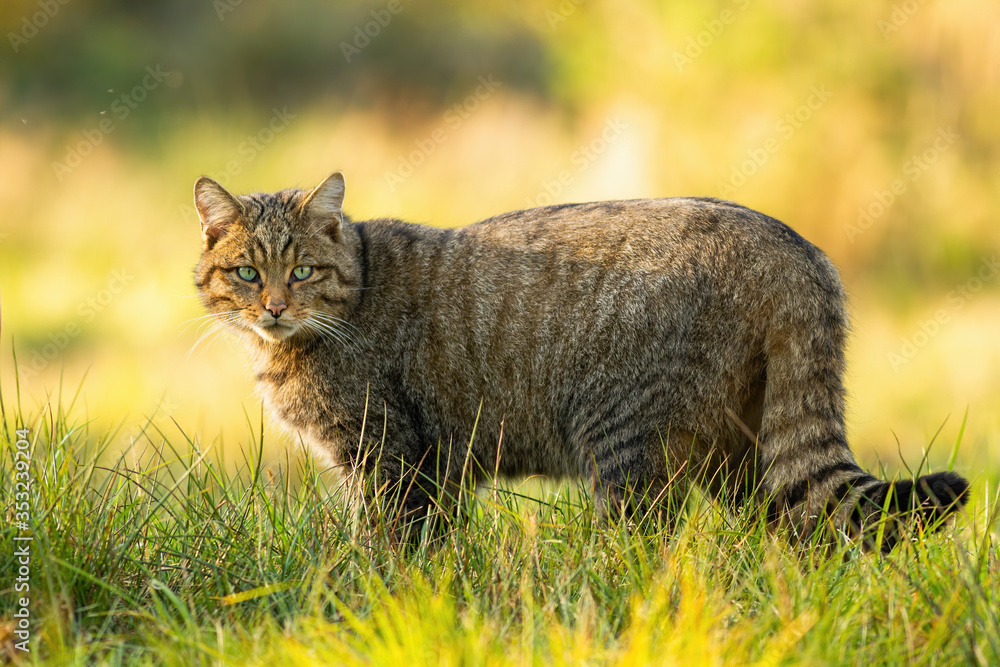 Alert european wildcat, felis silvestris, standing on grassy meadow and looking into camera in summer at sunset. Attentive mammal predator with stripes in fur standing in nature from side view.
