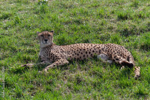 Canvas Print wild cheetah in the green grass in the park