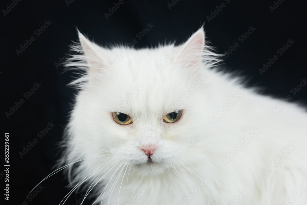 Obraz premium White Angora cat on a black background