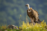 Solitary griffon vulture, gyps fulvus, sitting on a rocky mountain peak in summer nature. Single scavenger bird with long white neck waiting from front view with copy space.