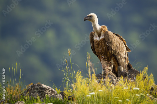 Solitary griffon vulture, gyps fulvus, sitting on a rocky mountain peak in summer nature. Single scavenger bird with long white neck waiting from front view with copy space.