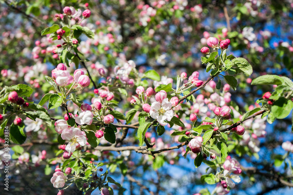 apple tree blossom in spring. Pink blooming apple tree. Bloom. Pink flowers of apple tree. Orchard Wallpaper apple tree blossom in spring. Pink blooming apple tree. Bloom. Pink flowers of apple tree. Orchard Wallpaper