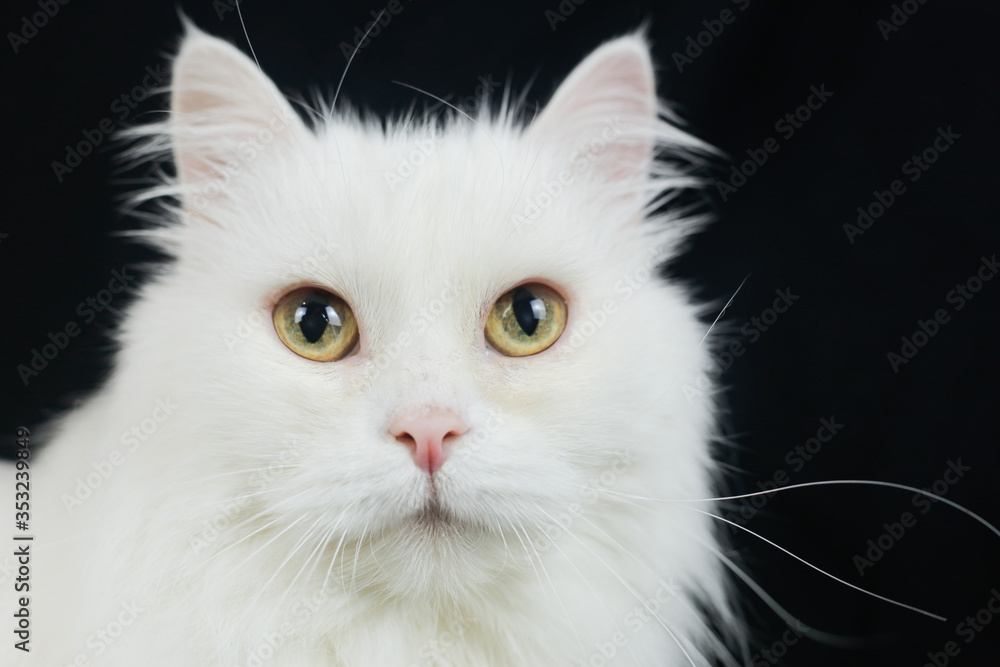 White Angora cat on a black background