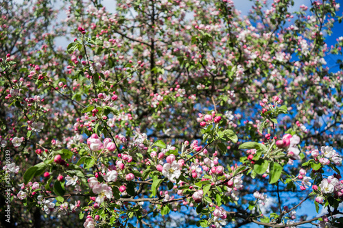 apple tree blossom in spring. Pink blooming apple tree. Bloom. Pink flowers of apple tree. Orchard Wallpaper