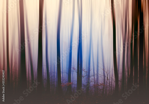 Mysterious forest