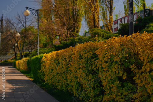 sidewalk with lawn and yellow trees, shrubs, lanterns