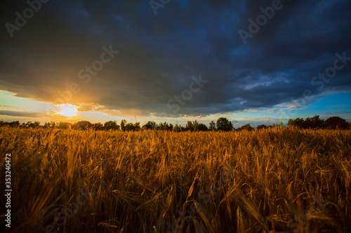 Cloudy sunset on a wheat field.