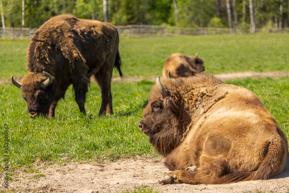 Herd of Buffalo on a green meadow in Sweden national park. Selective focus.