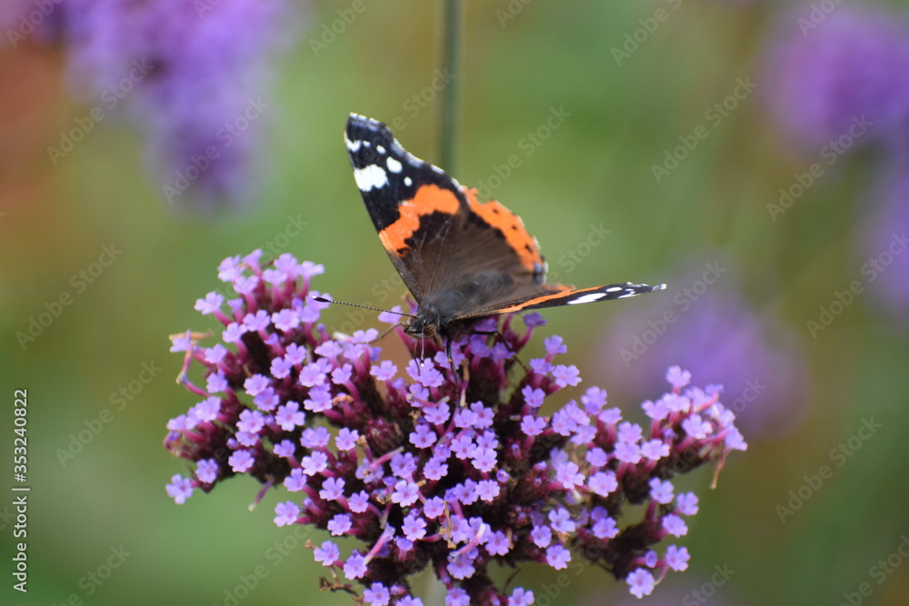 Red admiral butterfly on purple flower Red admiral butterfly on purple flower