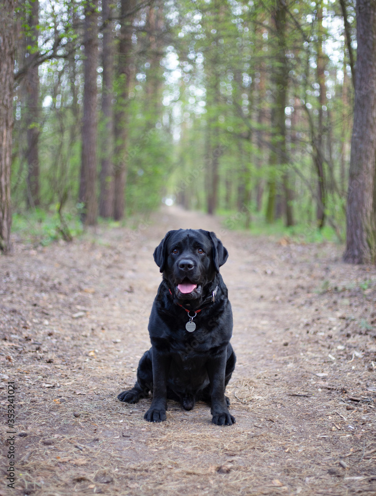 black labrador retriever dog black labrador retriever dog