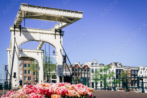 The famous skinny bridge in Amsterdam across the Amstel river with beautiful pink tulips in the foreground
