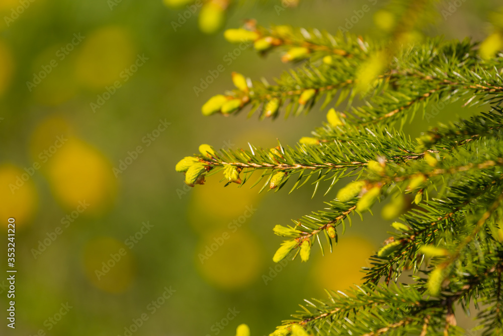 A small green pine tree with young shoots. Selective focus, blurred background.