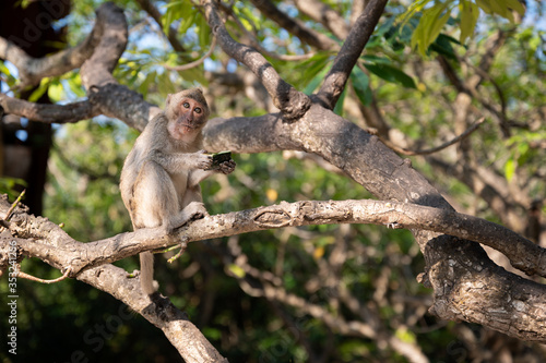 Macaque on the Beach  Monkey island  Lan Ha bay  Vietnam