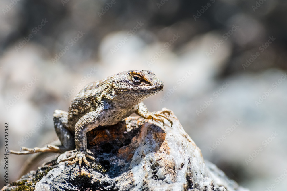 Western Fence Lizard (Sceloporus occidentalis) sitting on a rock, looking at the camera; South San Francisco bay area, California