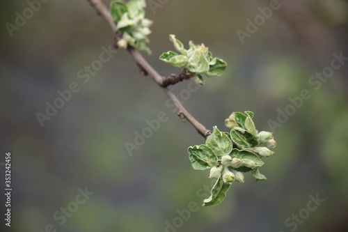 Apple tree branch before flowering © Olga