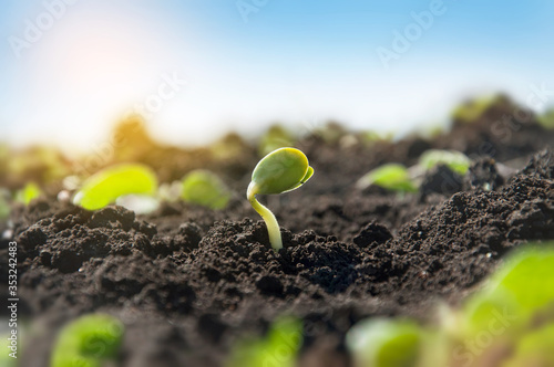 Foto Delicate tiny sprout of a soybean plant on an agricultural field