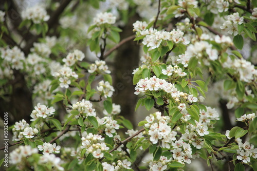 Blooming pear, spring, may